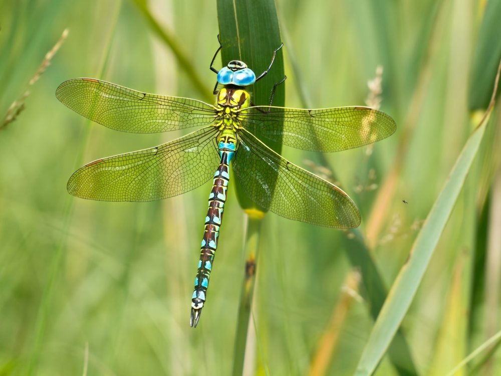 groene glazenmaker groene glazenmaker