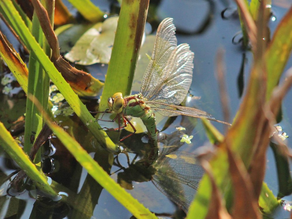 groene glazenmakerv5 groene glazenmaker