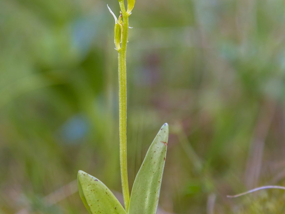 groenknolorchis groenknolorchis