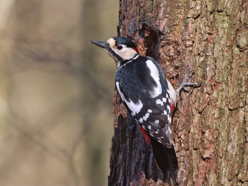 grote bonte specht113 grote bonte specht