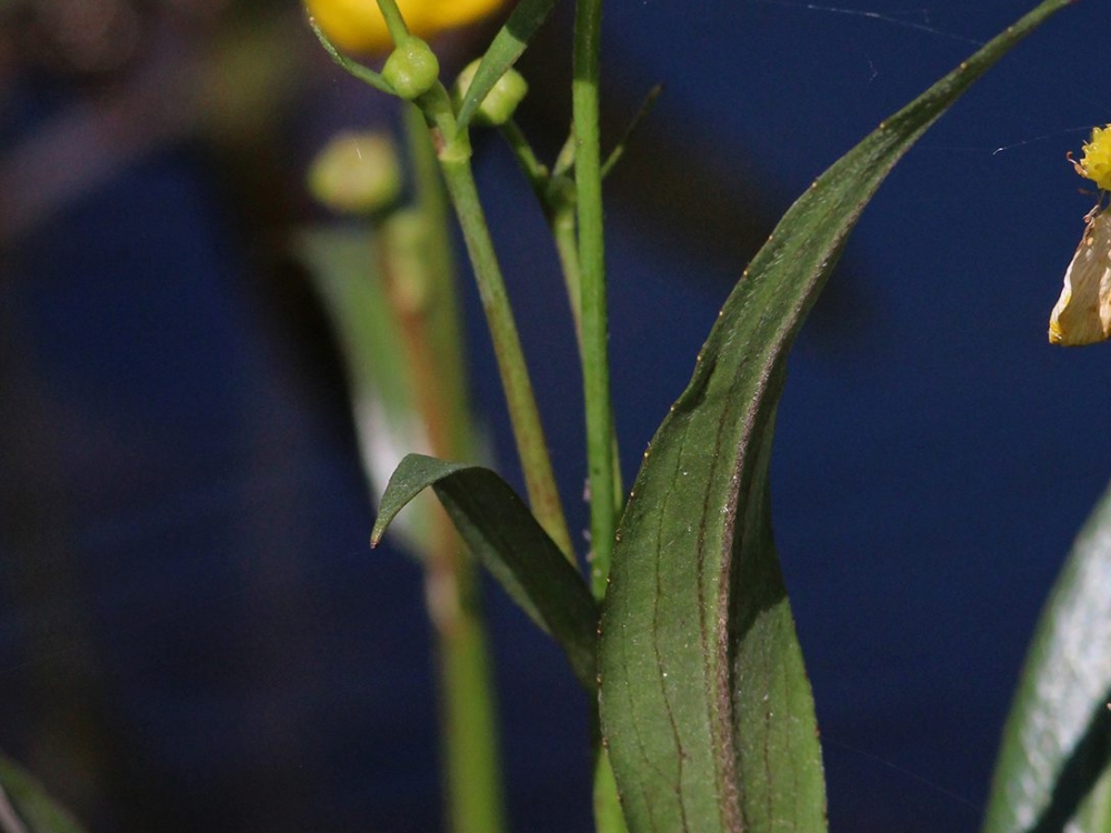 grote boterbloem grote boterbloem