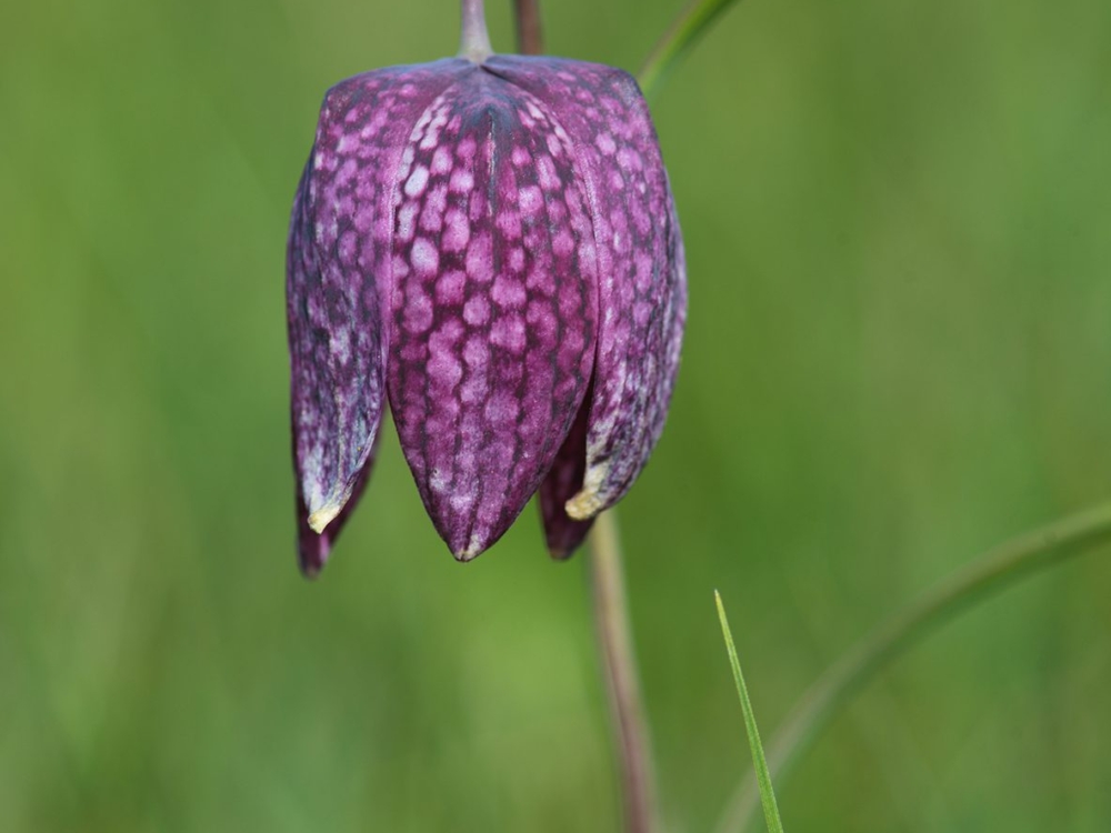 kievitsbloem kievitsbloem