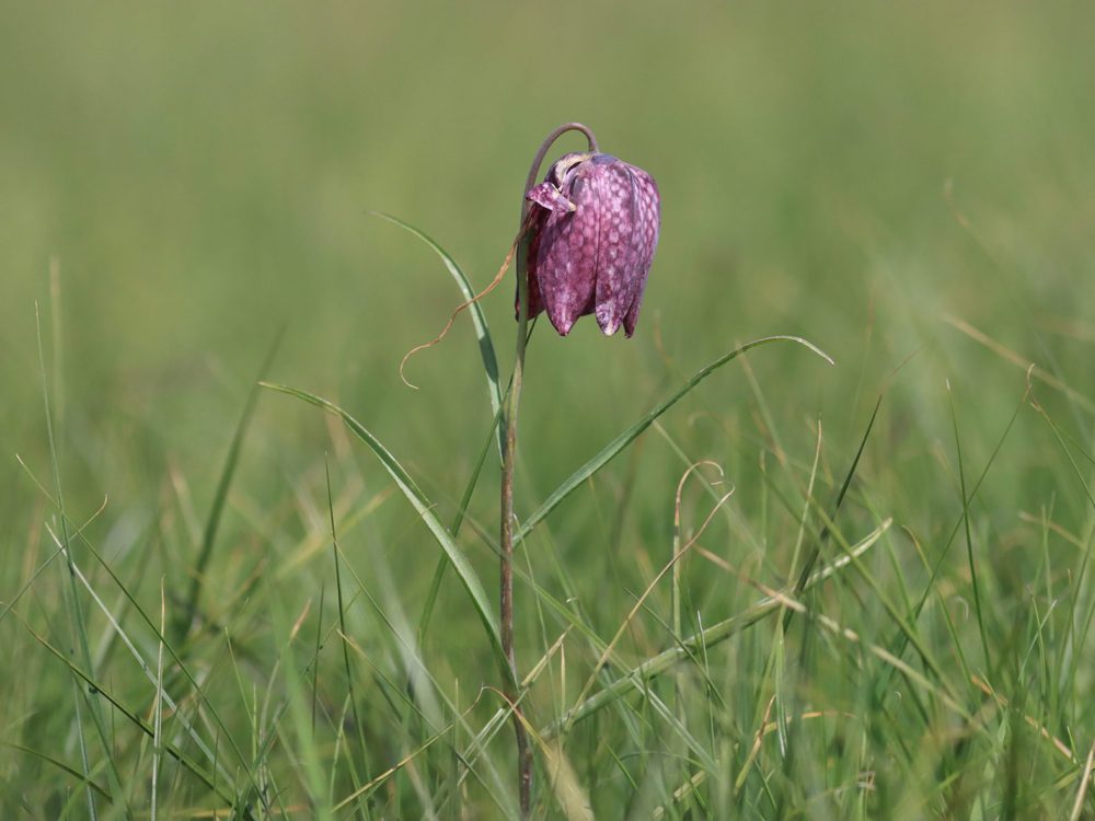 kievitsbloem kievitsbloem