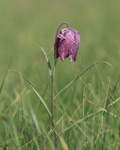 kievitsbloem