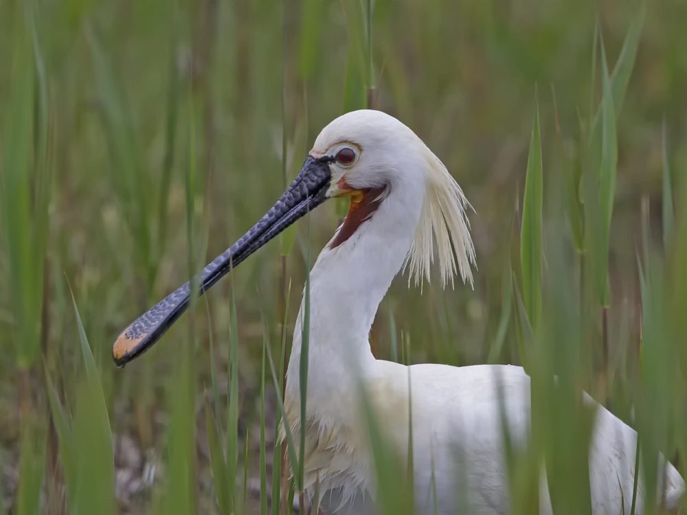 lepelaar