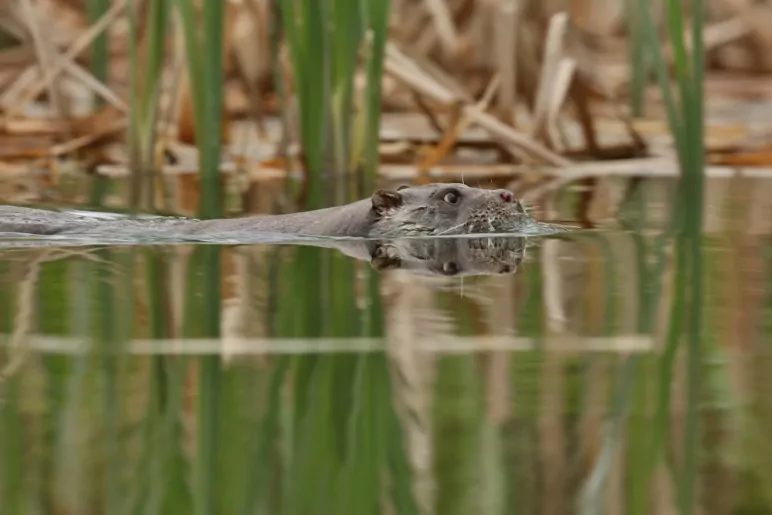 doneer otterfonds doneer otterfonds
