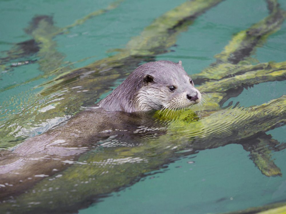 Otter otter