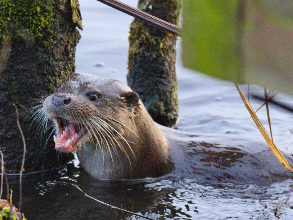 otter12 otter
