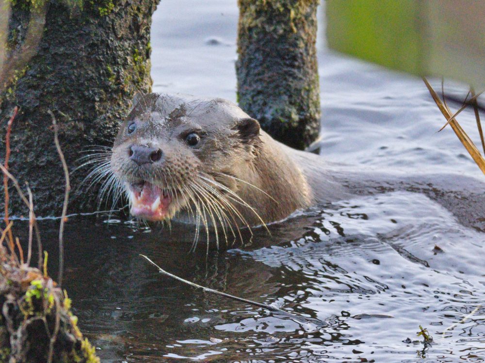 otter13 otter