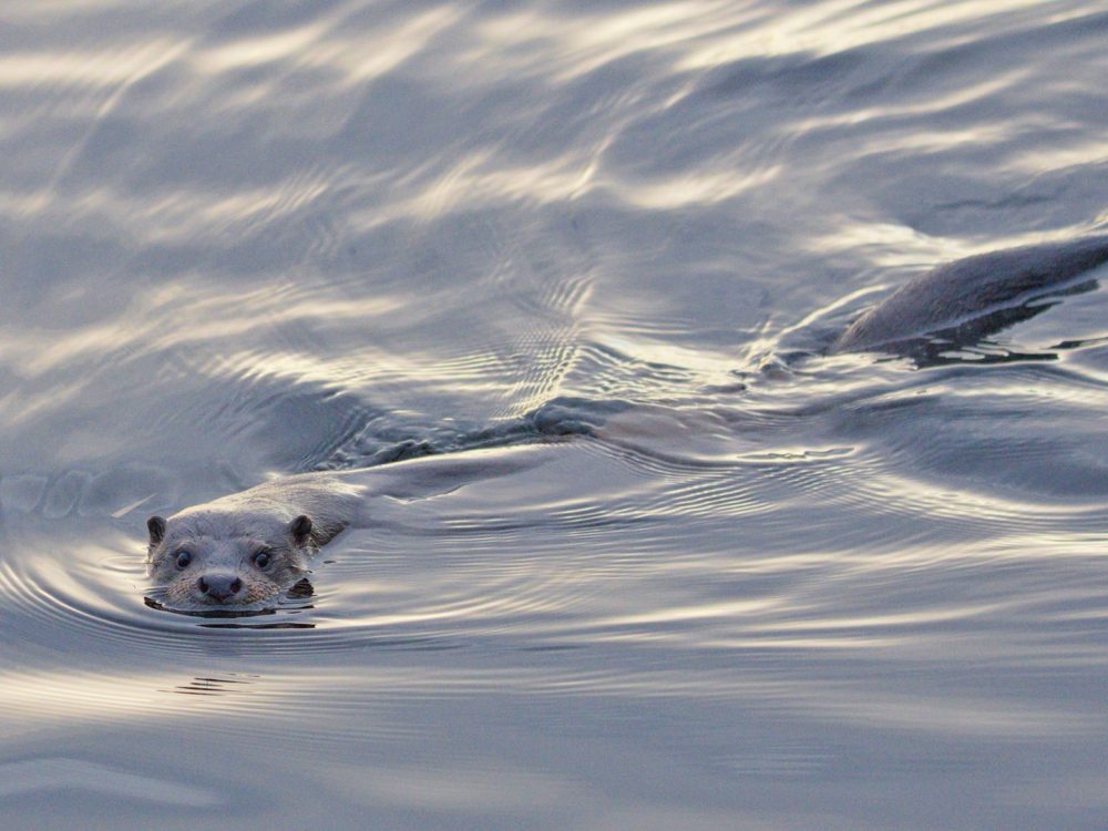 otter18 otter