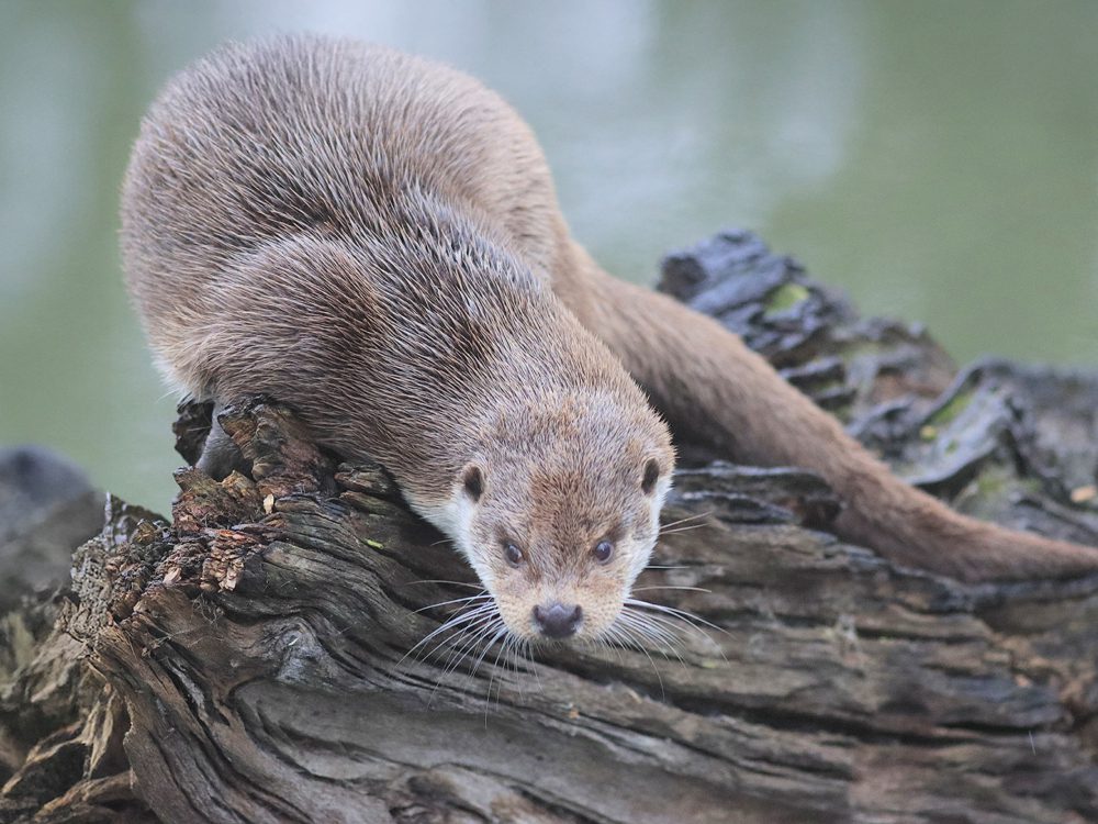 otter29