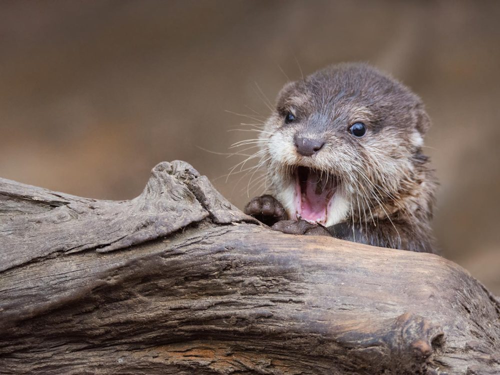 otter3 otter