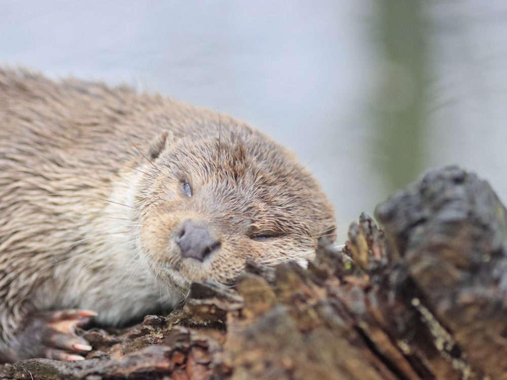 otter33