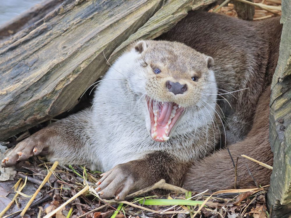 otter39