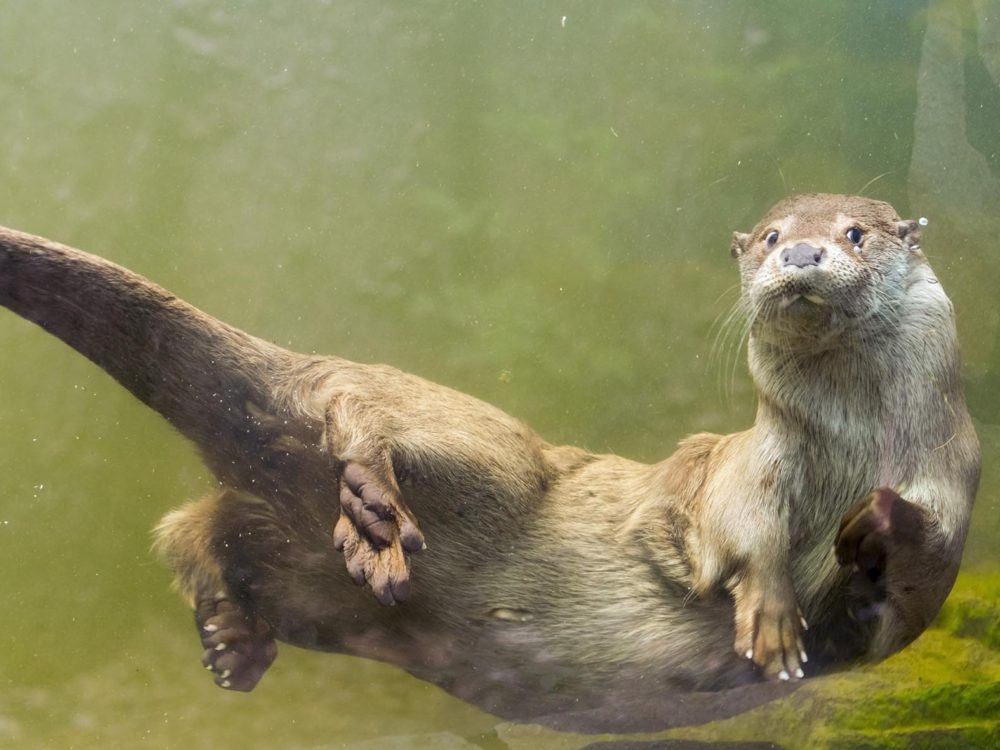 otter4 otter