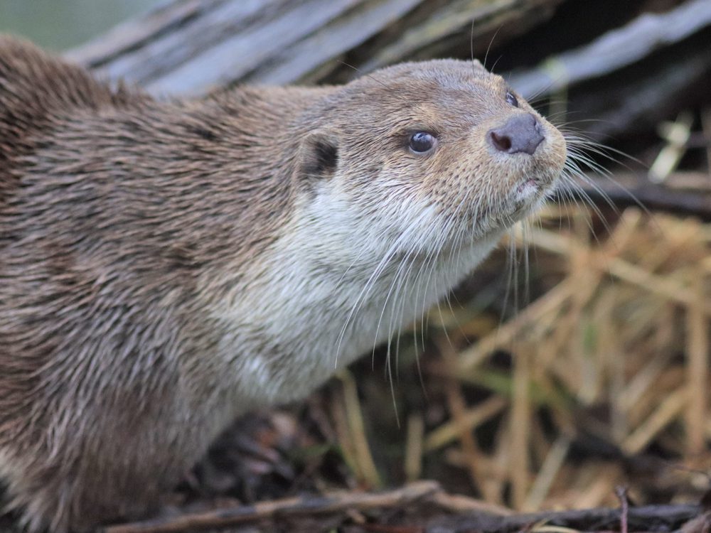 otter49