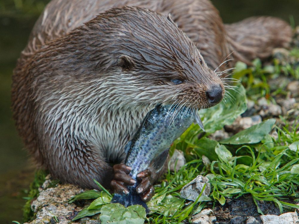 otter5 otter