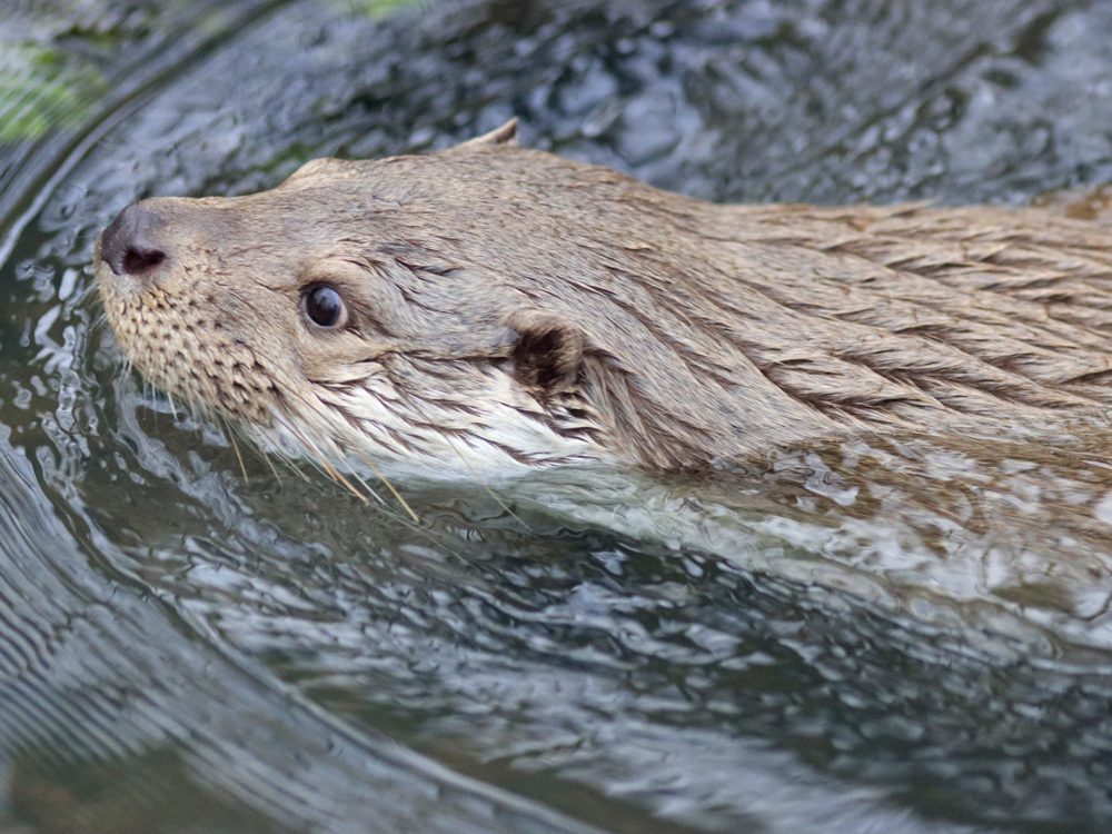 otter55