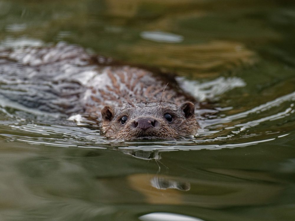 otter6 otter
