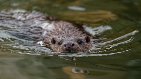 otter