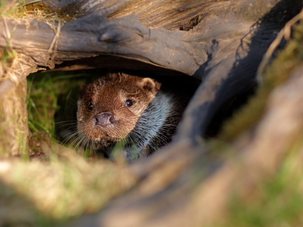otter9 otter