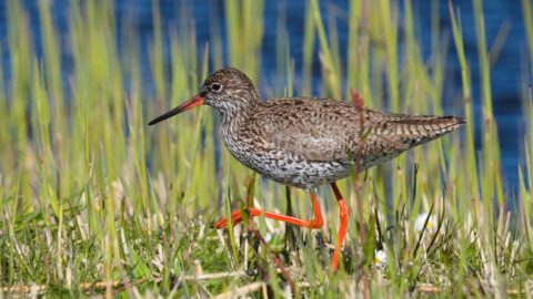 : Wie maakt welk geluid? Weidevogels herkennen