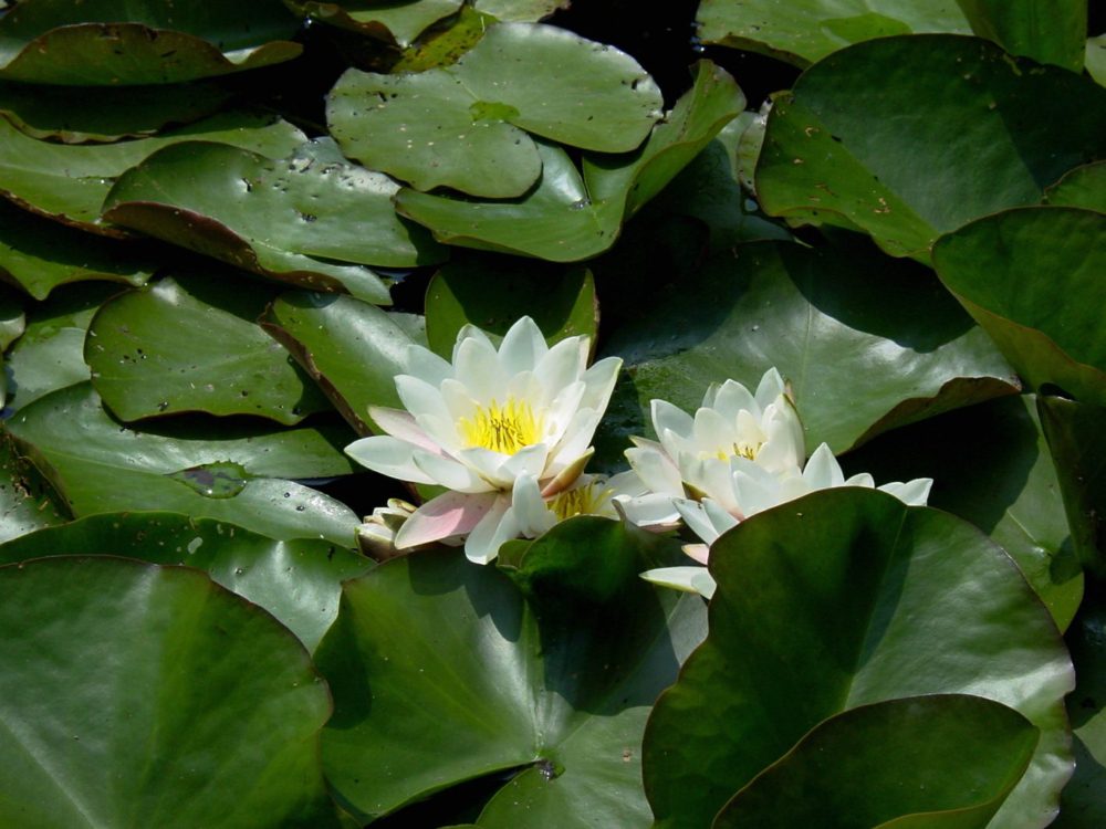 waterlelie2 waterlelie
