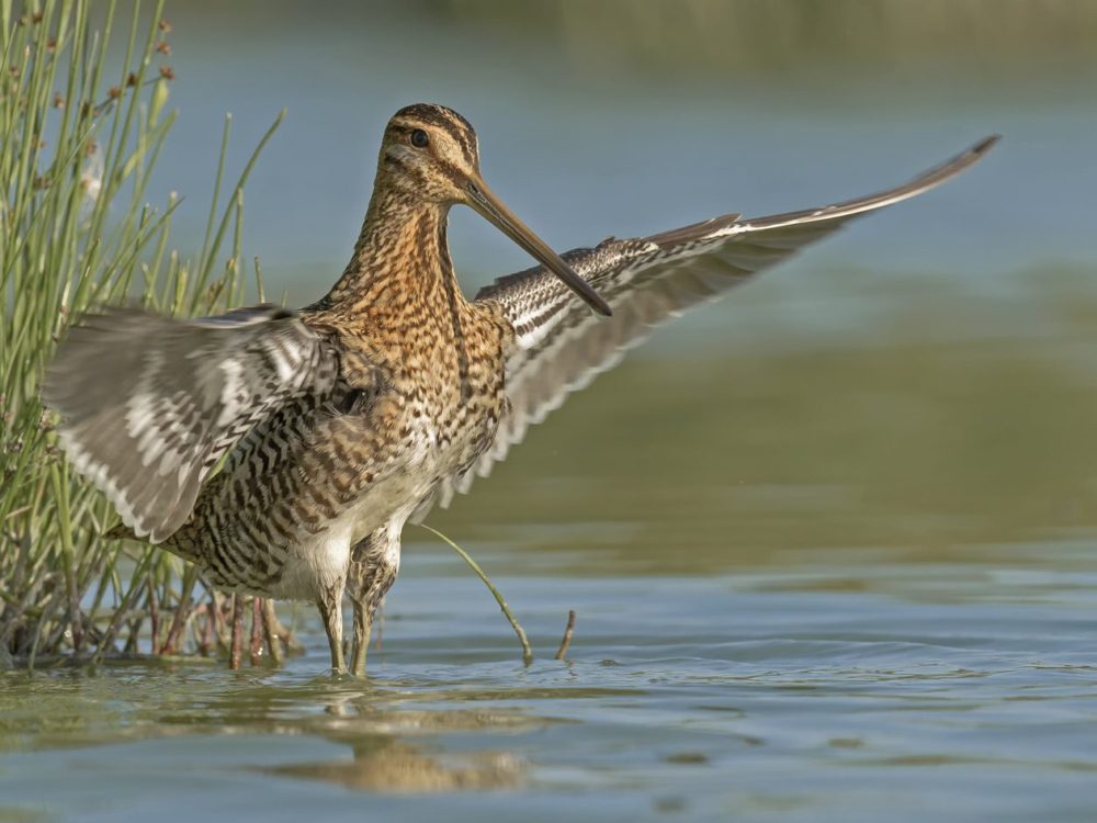 watersnip