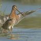 watersnip