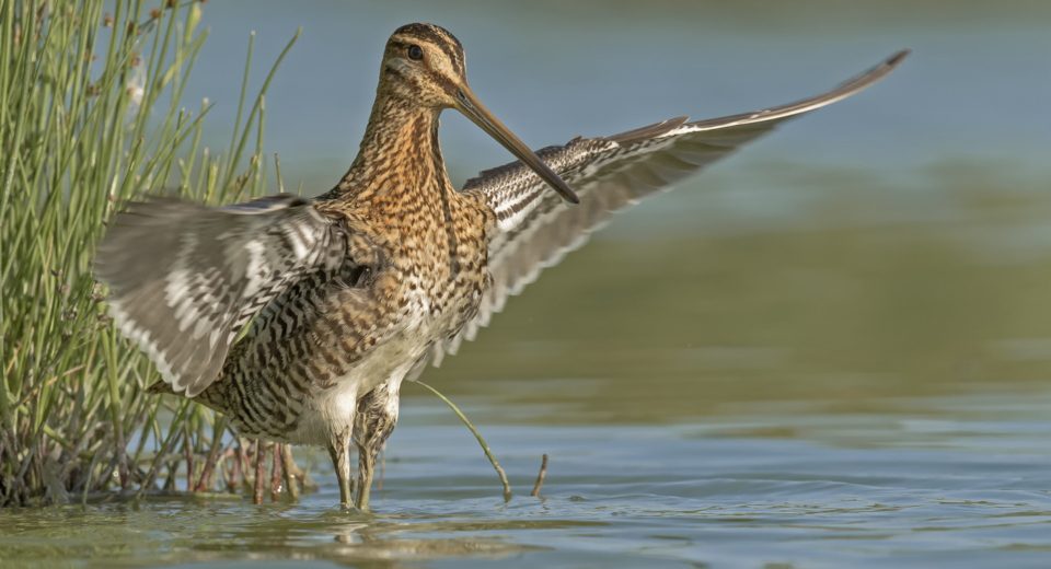 watersnip