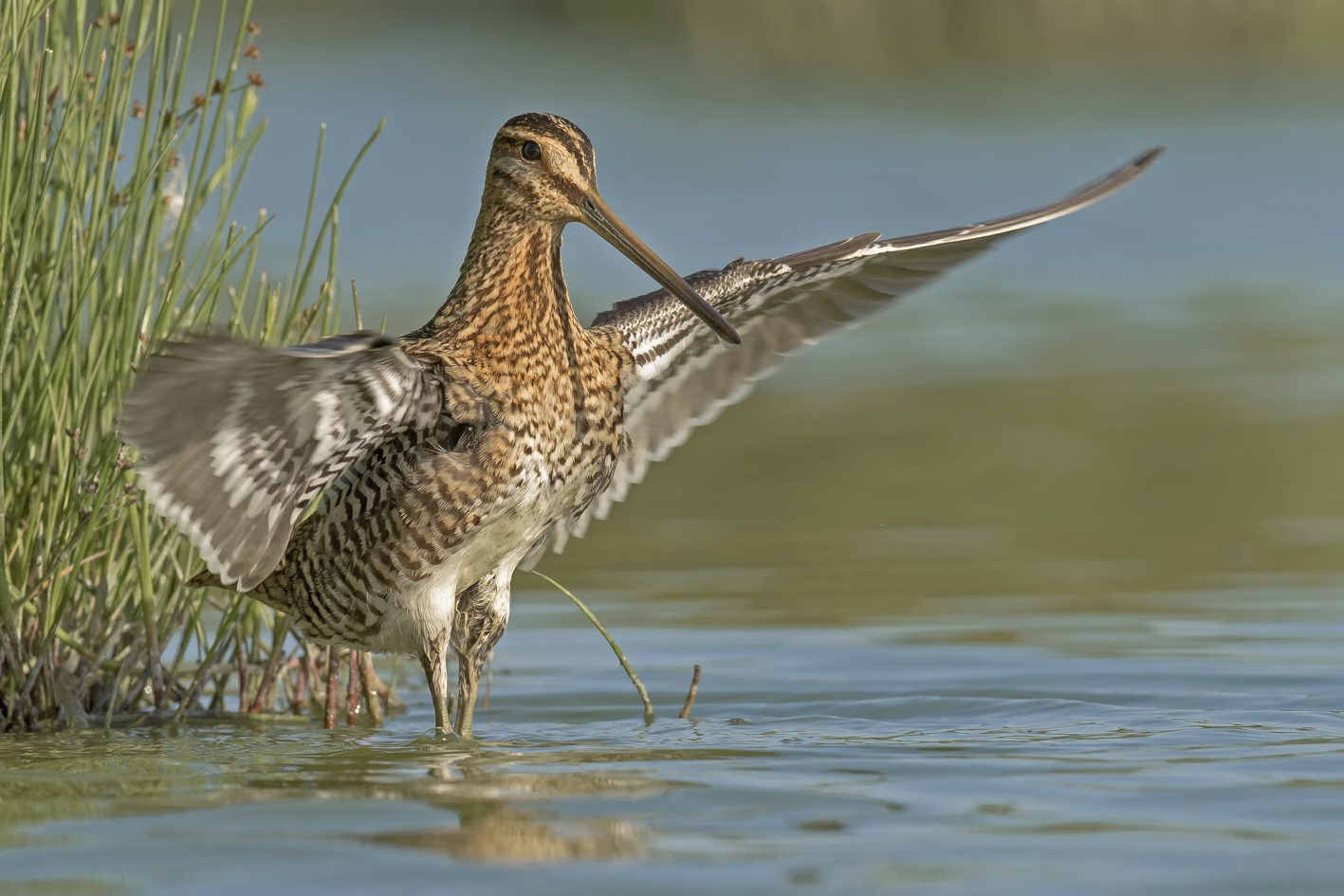watersnip