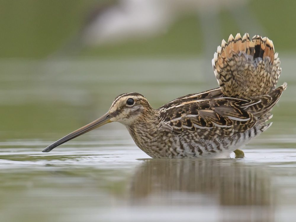 watersnip watersnip