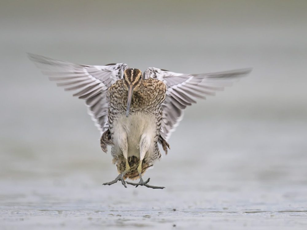 watersnip watersnip