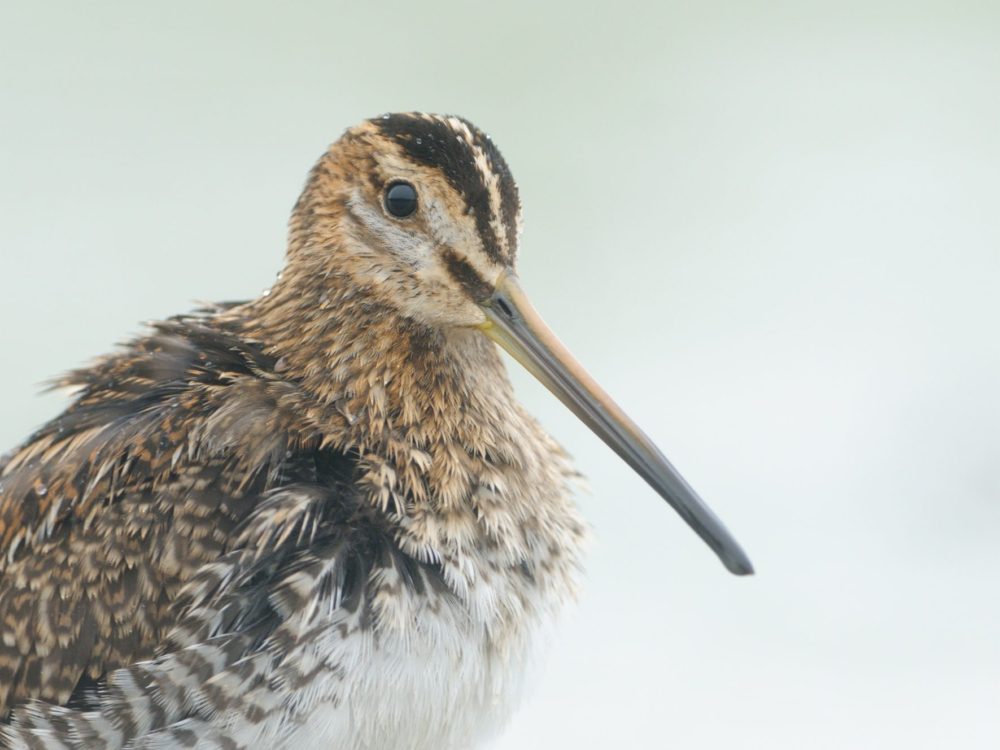 watersnip53 watersnip