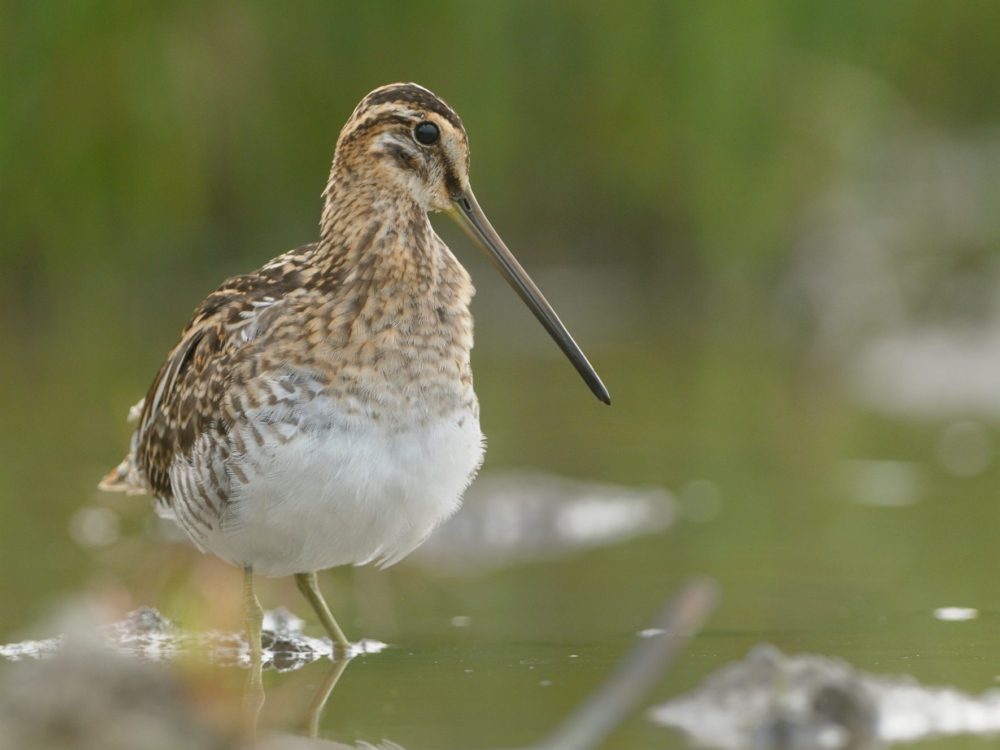 watersnip watersnip