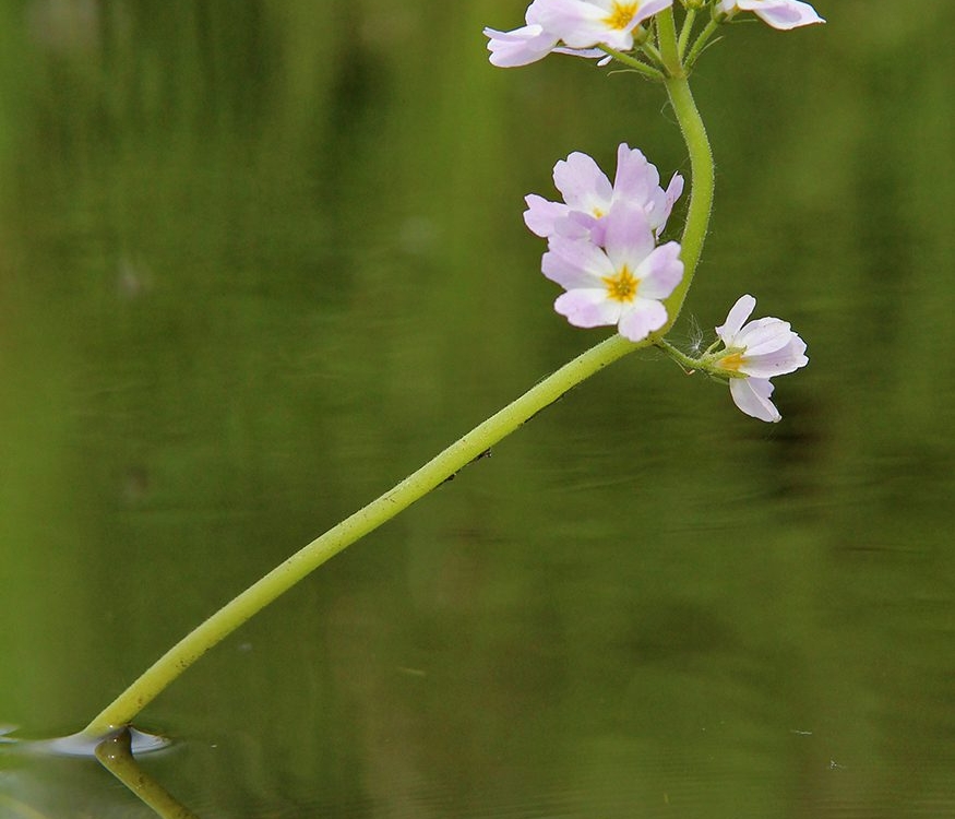 waterviolier waterviolier