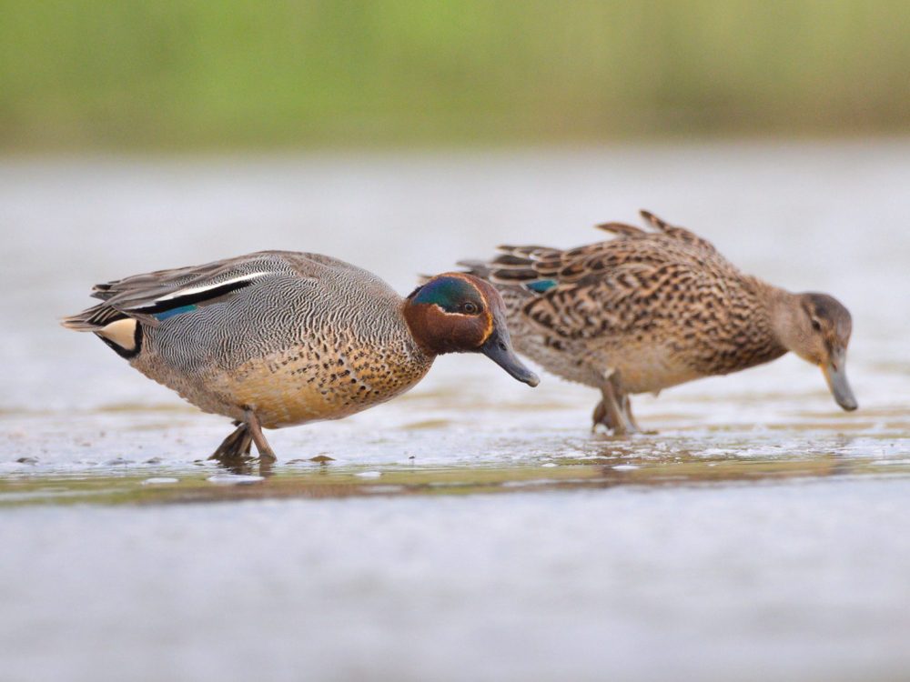 wintertaling wintertaling