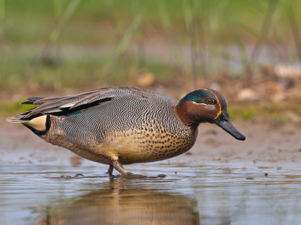 wintertaling wintertaling