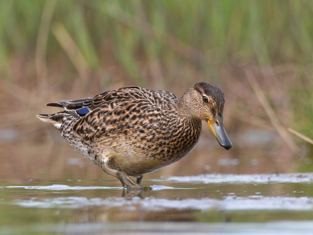 wintertaling wintertaling
