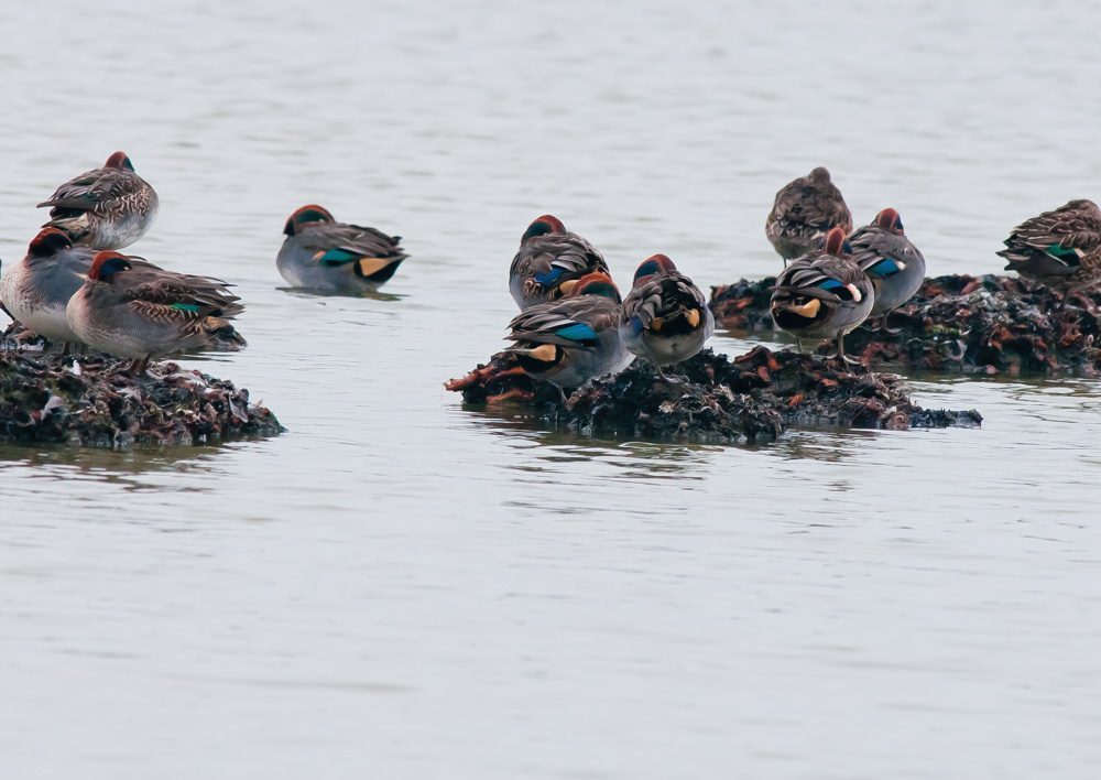 wintertaling wintertaling