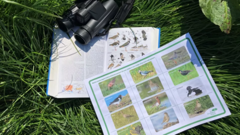 weidevogels zoeken kids