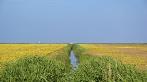 Gebied: Warkumerwaard