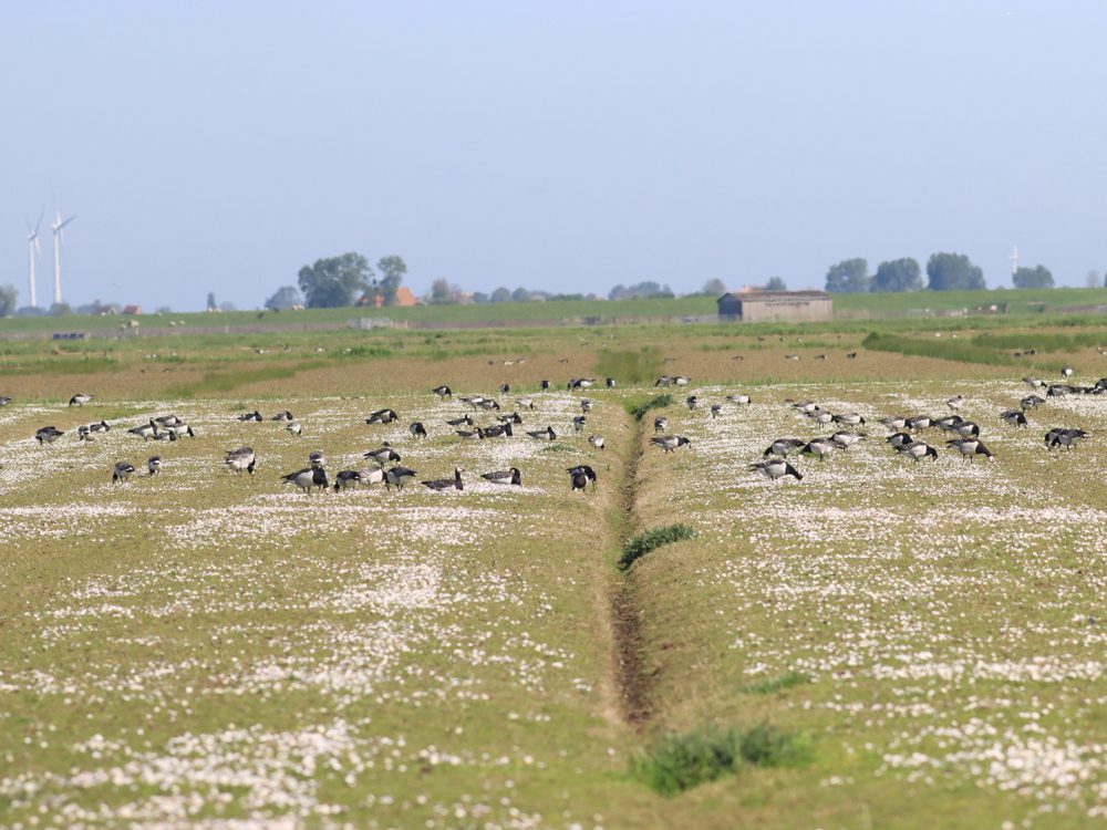 Warkumerbinnenwaard3 warkumerwaard binnenwaard