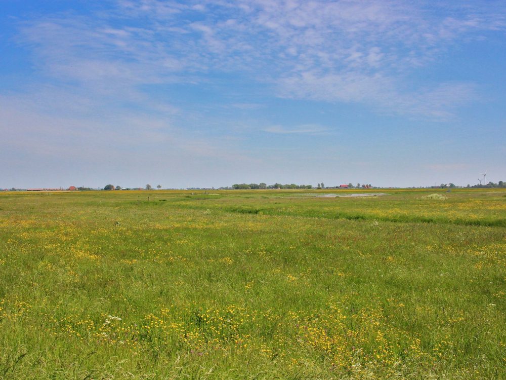 uitkijkpunt koarnwerterpolder uitkijkpunt koarnwerterpolder