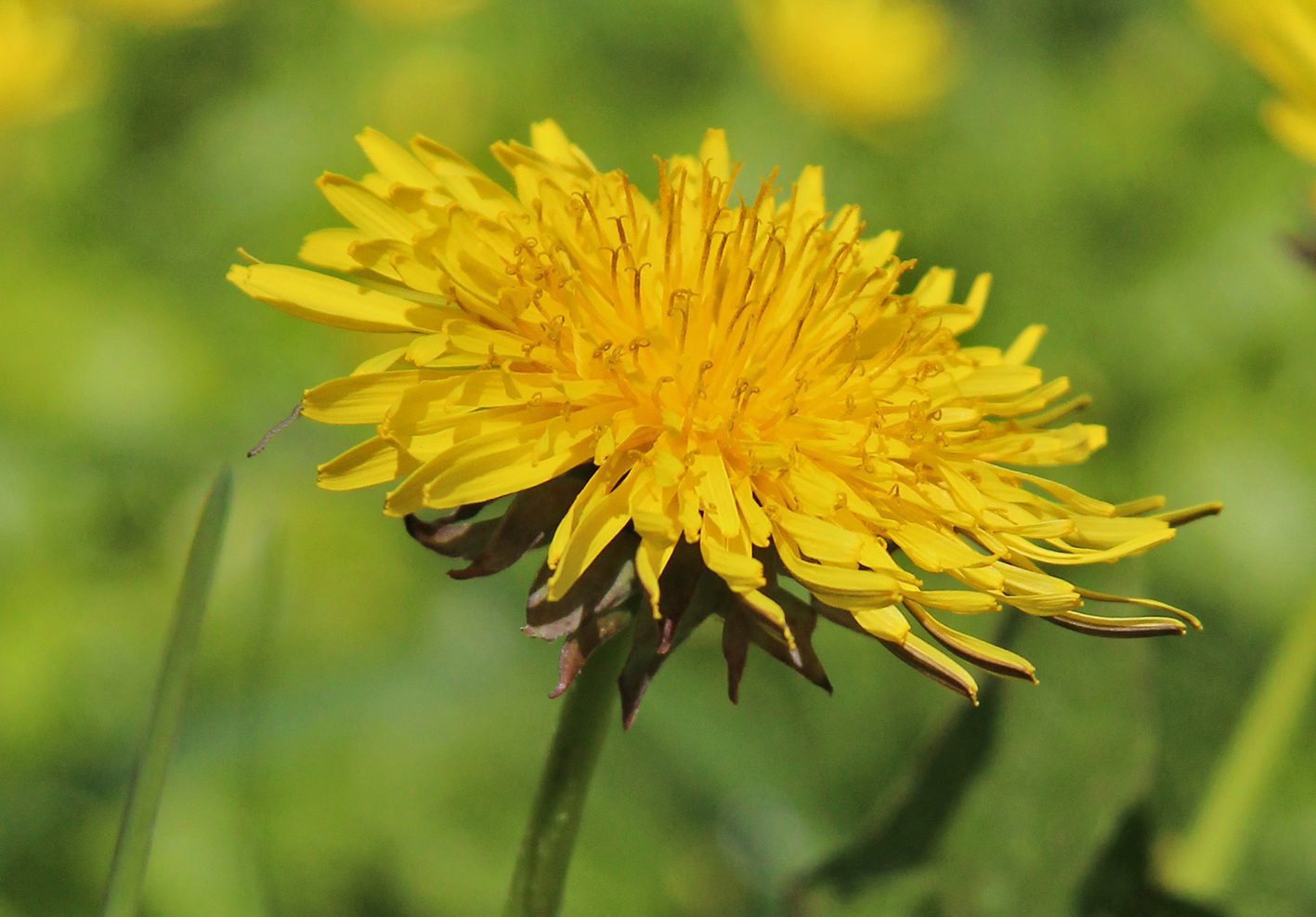 paardebloem paardenbloem