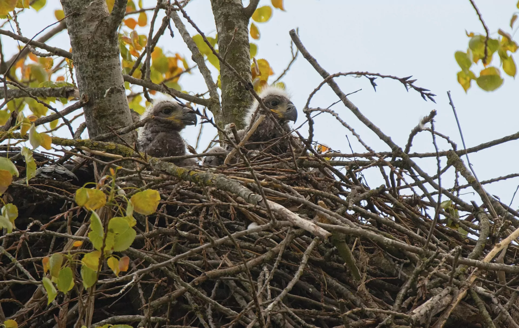 zeearend nestmateriaal verzamelen