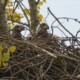 nestmateriaal verzamelen