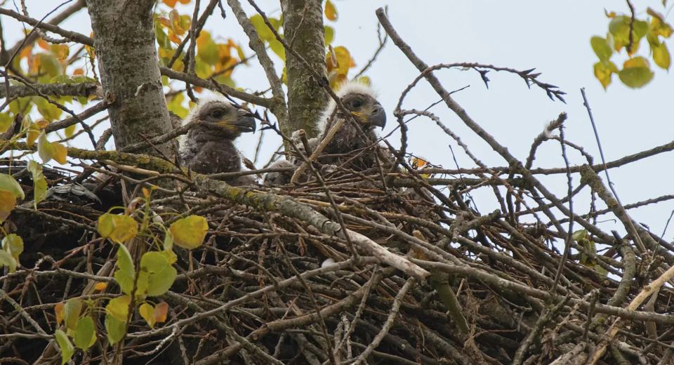nestmateriaal verzamelen