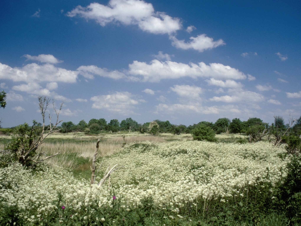 saiterpolder saiterpolder