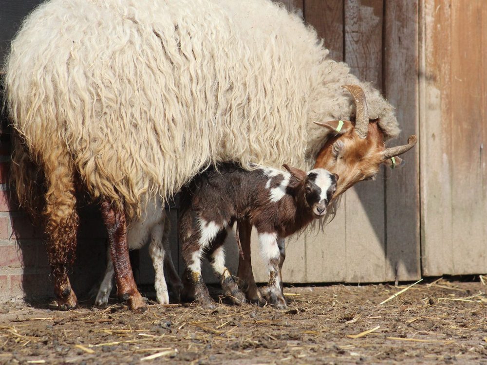 drentse heideschaap drentse heideschaap